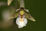 Galerie orchides des milieux humides