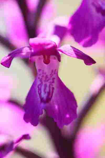 Agrandir analaxxanapic_2442.JPG