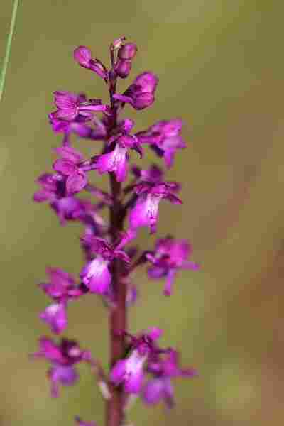 Agrandir analaxxanapic_2448.JPG