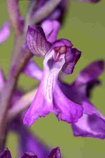 Agrandir analaxxanapic_5774.JPG