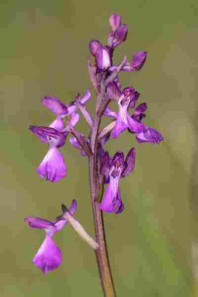 Agrandir analaxxanapic_5776.JPG