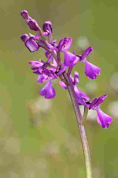 Agrandir analaxxanapic_5787.JPG