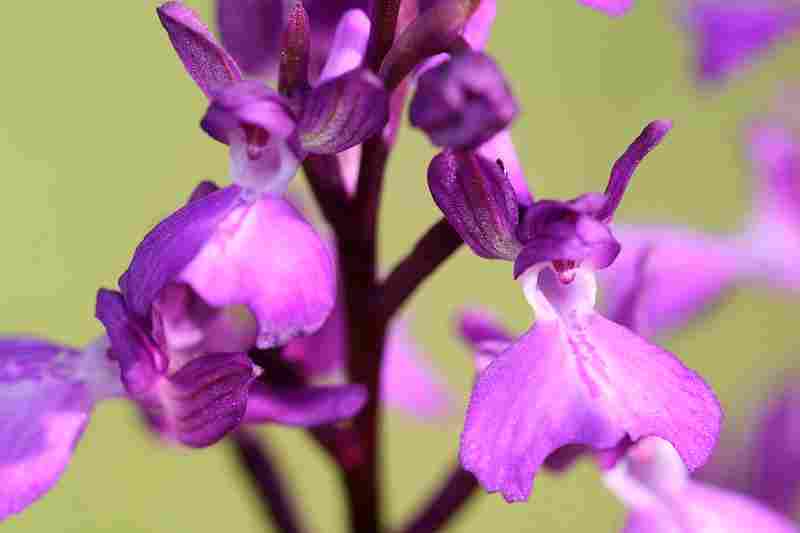 Agrandir analaxxanapic_5868.JPG