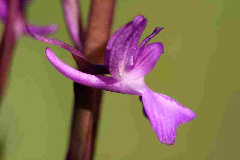 Agrandir analaxxanapic_5873.JPG