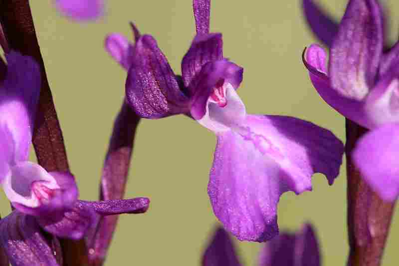 Agrandir analaxxanapic_5875.JPG