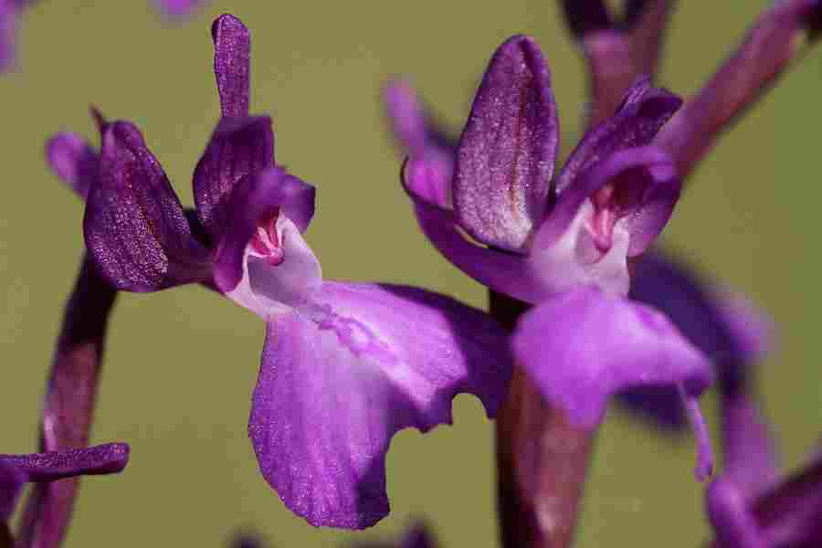 Agrandir analaxxanapic_5883.JPG
