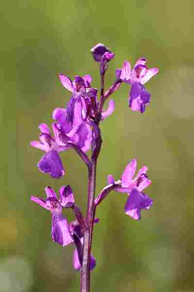 Agrandir analaxxanapic_5966.JPG