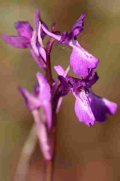 Agrandir analaxxanapic_5974.JPG