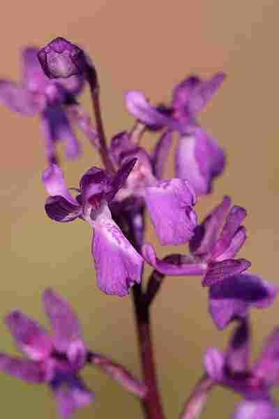 Agrandir analaxxanapic_5976.JPG
