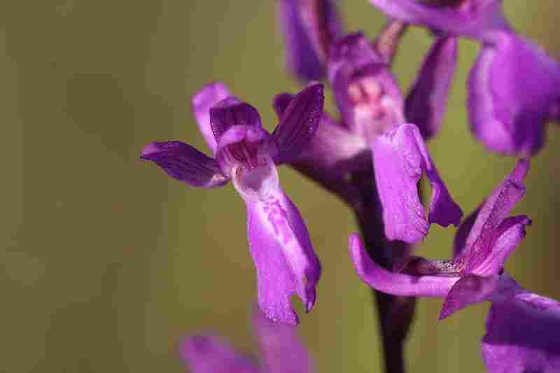 Agrandir analaxxanapic_5979.JPG