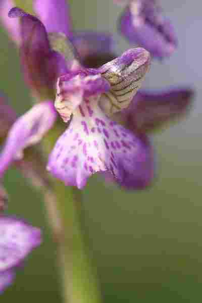 Agrandir anamorxanapap_2254.JPG