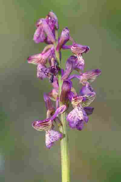 Agrandir anamorxanapap_2259.JPG