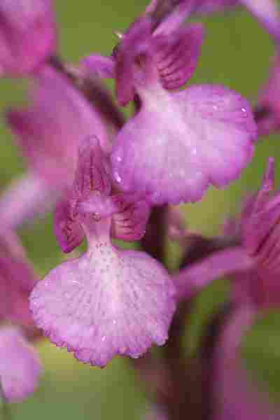 Agrandir anapapxanapic_3599.JPG