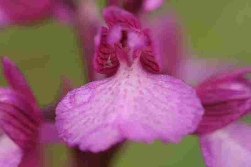 Agrandir anapapxanapic_3606.JPG