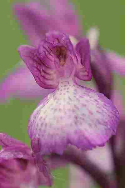 Agrandir anapapxanapic_3609.JPG