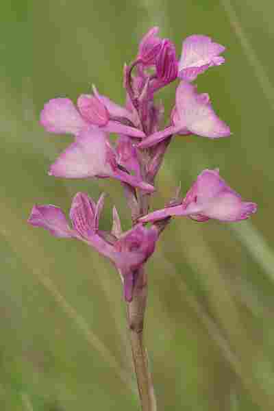 Agrandir anapapxanapic_3612.JPG
