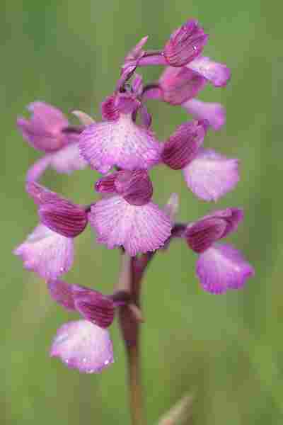 Agrandir anapapxanapic_3616.JPG