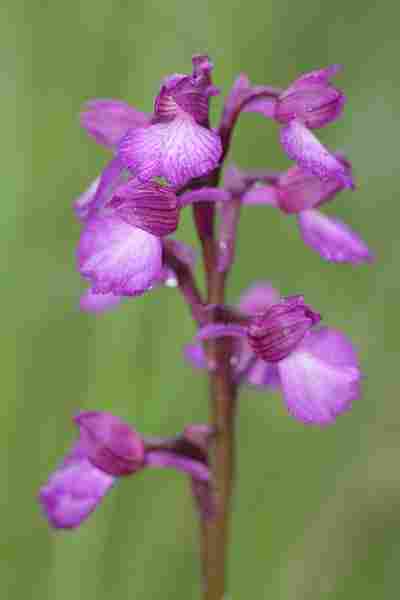Agrandir anapapxanapic_3621.JPG