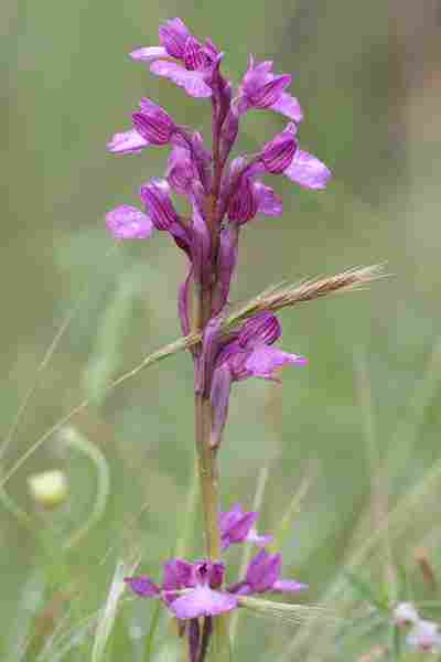 Agrandir anapapxanapic_3625.JPG