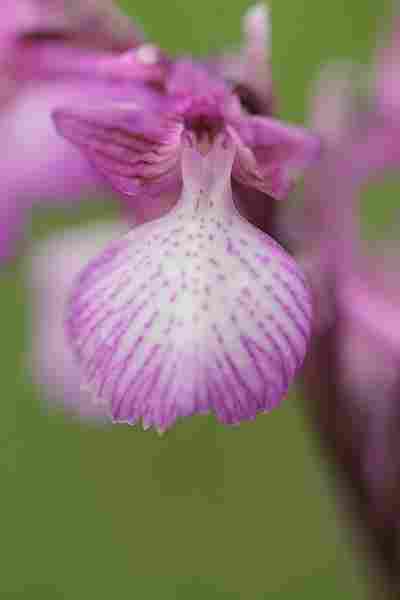 Agrandir anapapxanapic_3627.JPG