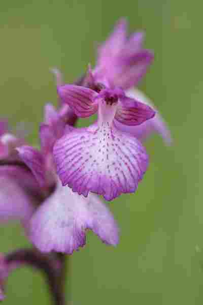 Agrandir anapapxanapic_3632.JPG