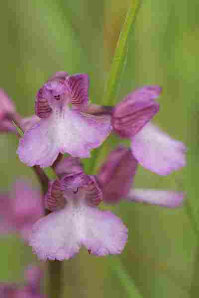 Agrandir anapapxanapic_3669.JPG