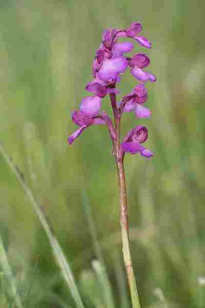 Agrandir anapapxanapic_3701.JPG