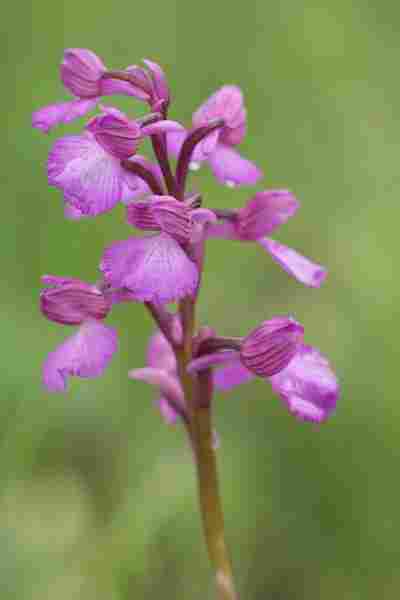 Agrandir anapapxanapic_3715.JPG