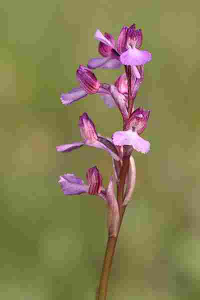 Agrandir anapapxanapic_5851.JPG