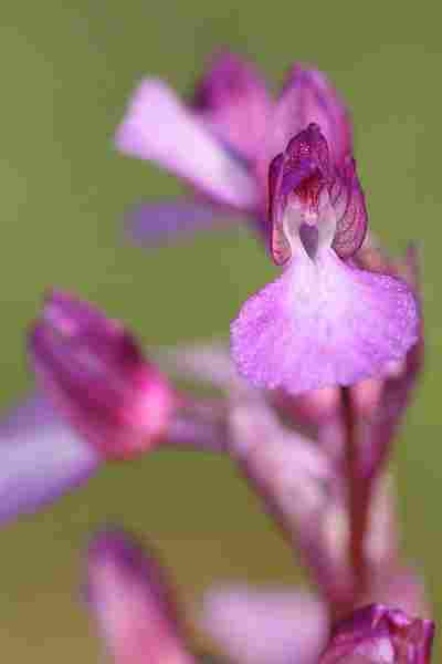 Agrandir anapapxanapic_5853.JPG