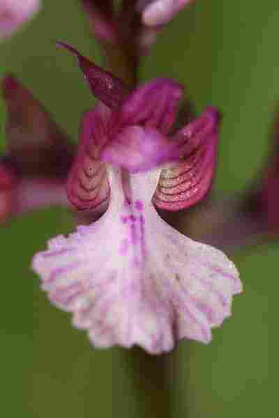 Agrandir anapapxanapic_8231.JPG