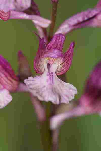 Agrandir anapapxanapic_8232.JPG