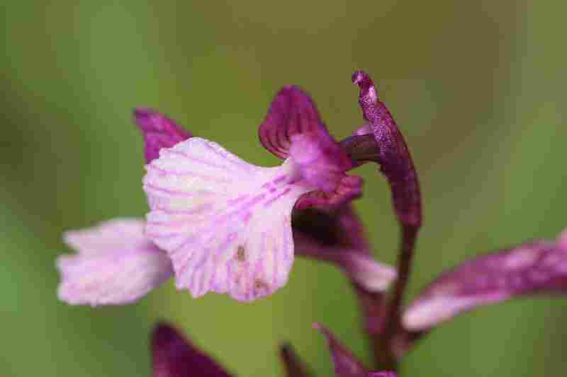 Agrandir anapapxanapic_8233.JPG