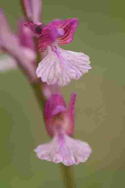 Agrandir anapapxanapic_8239.JPG