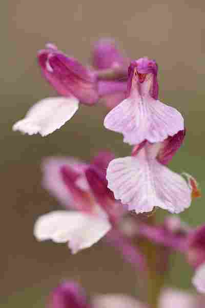 Agrandir anapapxanapic_8254.JPG