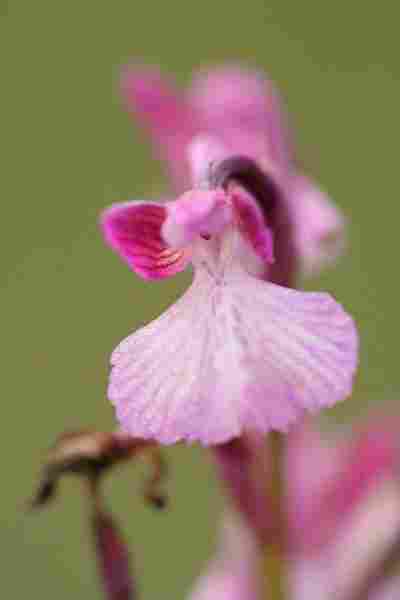 Agrandir anapapxanapic_8256.JPG