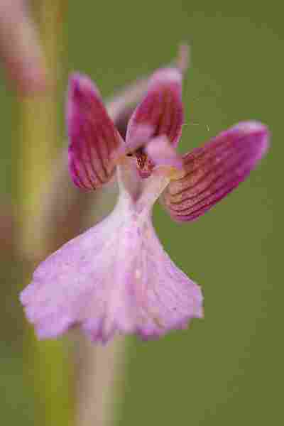 Agrandir anapapxanapic_8260.JPG
