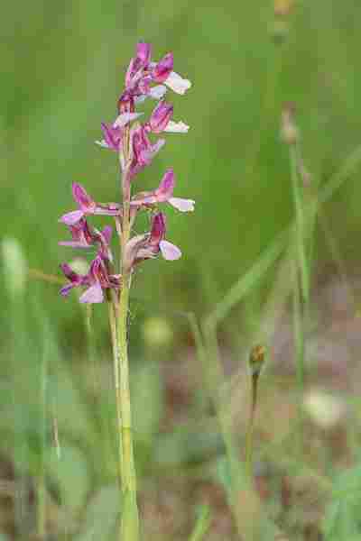 Agrandir anapapxanapic_8262.JPG