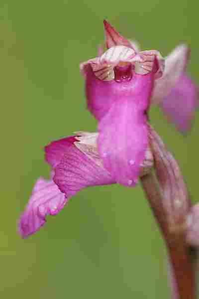 Agrandir anapicxserlin_3650.JPG