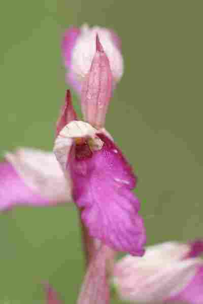 Agrandir anapicxserlin_3651.JPG
