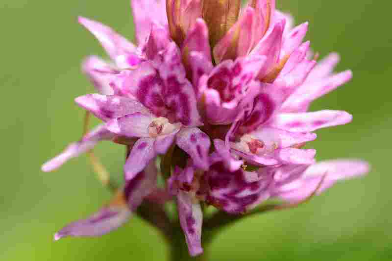 Agrandir dacfucxgymrhe_2444.JPG