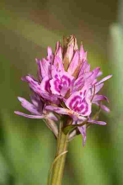 Agrandir dacfucxgymrhe_2448.JPG