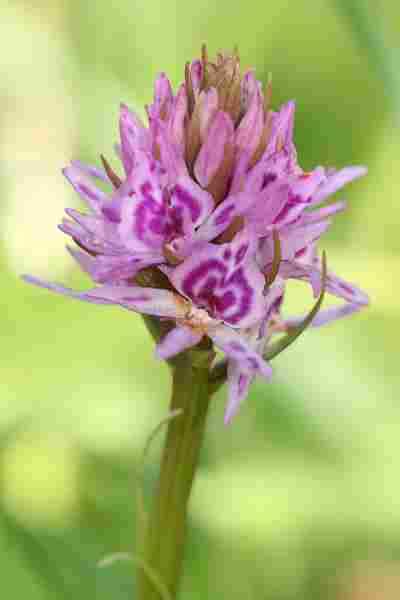 Agrandir dacfucxgymrhe_2451.JPG