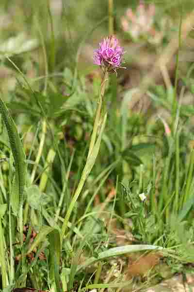 Agrandir dacfucxgymrhe_2460.JPG