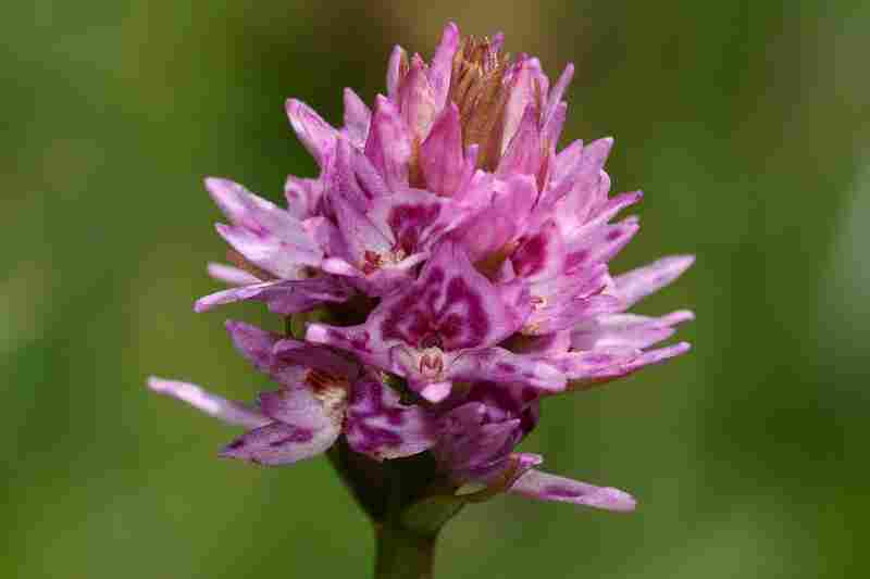 Agrandir dacfucxgymrhe_2600.JPG