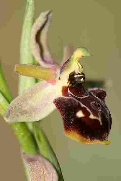 Agrandir opharaxophpro_2131.JPG