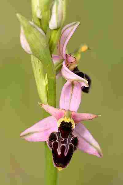 Agrandir ophcatxophpic_0050t.JPG