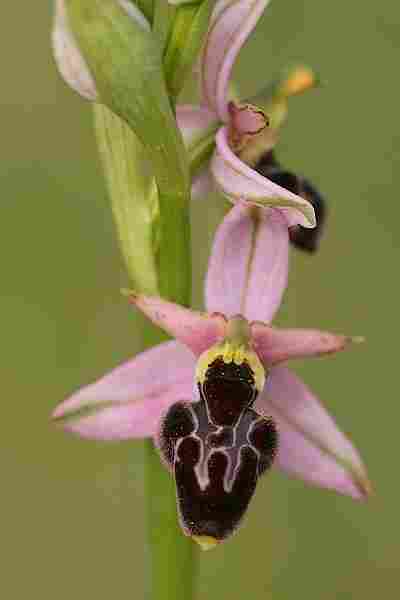 Agrandir ophcatxophpic_0051t.JPG