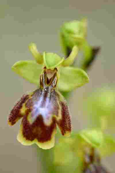 Agrandir ophcilxophlut_9868t.JPG