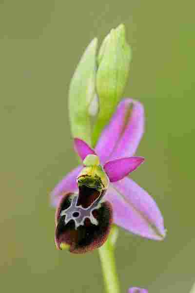Agrandir ophdruxophgra_0543t.JPG